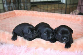 Puppies at 2 Weeks of age