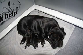 Daphne with newborn pups