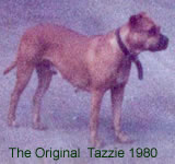 The Original Tazzi
